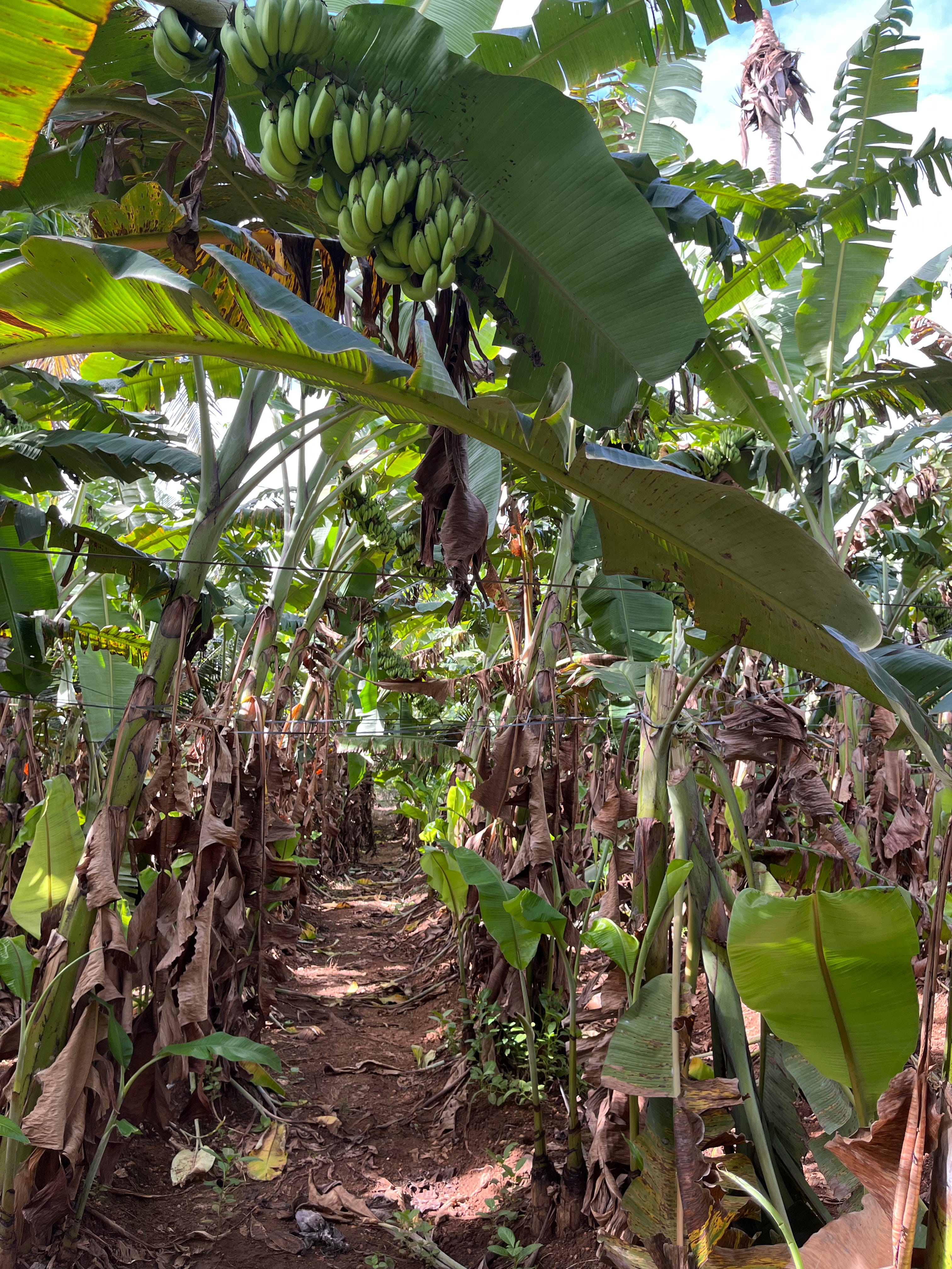 Banana Plantation